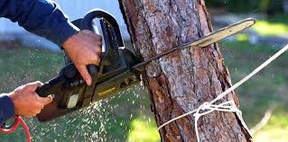 How Our Tree Care Process Works  in  Royal Oak, MI