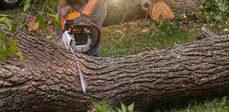 Best Tree Maintenance Programs  in Royal Oak, MI